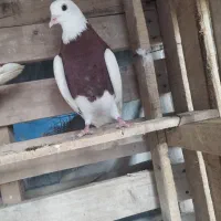 رنگی|پرنده|اهواز, امانیه|دیوار