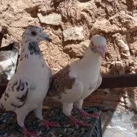 کبوتر|پرنده|جوانرود, |دیوار