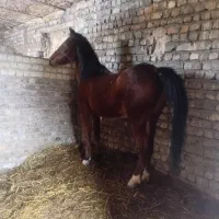 فروش اسب|اسب و تجهیزات اسب‌سواری|ساوه, |دیوار