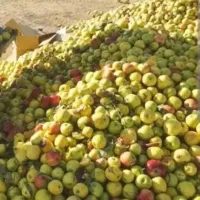 خرید سیب زیر درختی|عمدهفروشی|ایجرود, |دیوار