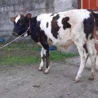 سه راس گوساله ماده لیشه گاو