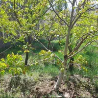 باغ بر جاده ورزقان|فروش دفتر صنعتی، کشاورزی، تجاری|خواجه, |دیوار