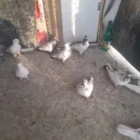 کله ای و کل دم سیاه غریب
