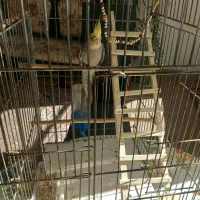 یکعددعروس هلندی دستی ۳ ماه با قفس ۹۵۰ تومن|پرنده|شاهینشهر, فردوسی|دیوار