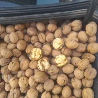 گردو درجه یک و الو خرشتی افتابی