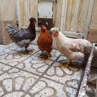 فروش سه عدد مرغ سالم