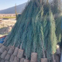 نهال|خدمات باغبانی و درختکاری|تربت‌حیدریه, پائین ولایت|دیوار