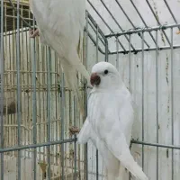 راهب البینو جفت نرماده