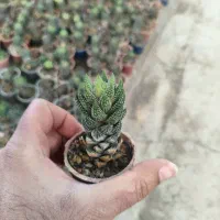 گل و گیاه|گل و گیاه طبیعی|گلبهار, نوبهار|دیوار