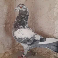 کبوتر|پرنده|فردوس (خراسان), |دیوار