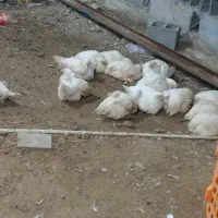 مرغ فروشی آسمان کمب مراد آباد