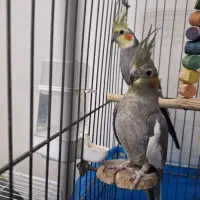 ۶ عدد عروس هلندی با قفس