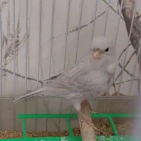 قناری ماده نقره ای|پرنده|مشهد, کوثر|دیوار