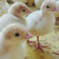 جوجه بوقلمون بیوتی یکروزه