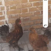 خروس  کاکلی  پرپا