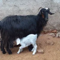 بز و بزغاله