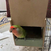 یک جفت کوتوله بریزیلی|پرنده|گرگان, |دیوار