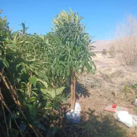 نهال سروناز و  ازگیل|عمده‌فروشی|خفر, |دیوار