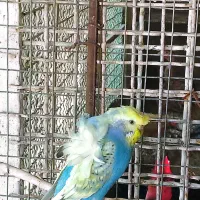 مرغ عشق پروانه‌ای|پرنده|دوگنبدان, |دیوار