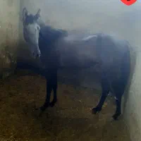 اسب مشکی    جوان نریان