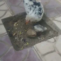 مرغ و خروس گلین اصل|حیوانات مزرعه|مشهد, شهید شهریاری|دیوار