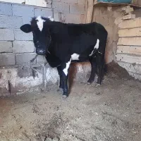 یک عدد گاو شیری با گوساله نر|حیوانات مزرعه|خواجه, |دیوار