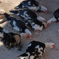 سلام اردک خارجی سرحال وسالم تمیز اورگانیک