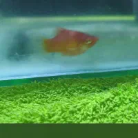 یک ماهی کف خار و یک ماهی پلاتین قرمز