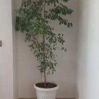 گل زیبا خوشکل برای نمایشگاه