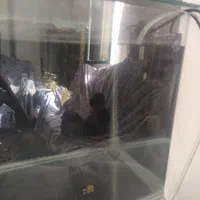 آکواریوم|ماهی|ساوه, |دیوار