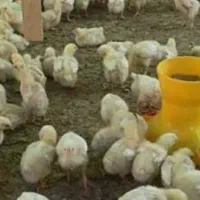 جوجه گوشتی نژاد راس