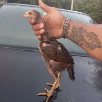 جوجه خروس لاری