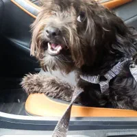 واگذاری|سگ|قدس, شهر‌قدس|دیوار