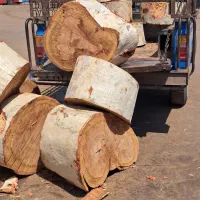 خرید چوب اکالیپتوس و ابریشم به قیمت روز|خدمات باغبانی و درختکاری|دزفول, |دیوار
