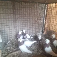 طوقی .سینه سبز .