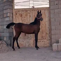 کره ماده از ارسلان قدیری
