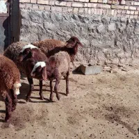 4عددبره ماده هتروسبک وزن|حیوانات مزرعه|سرولایت, |دیوار