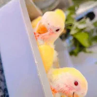 طوطی کتوله|پرنده|سیرجان, |دیوار