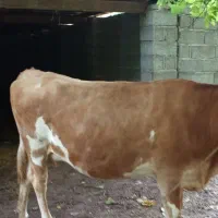 حیوان مزرعه