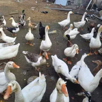 فروش غازواردک وقوغاز|حیوانات مزرعه|پیربازار, |دیوار