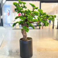 ژاپنی بنسای بنسای ژاپنی