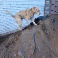 سگ گله ونگهبان|سگ|گلبهار, شهر جدید گلبهار|دیوار