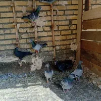 کفتر پرشی|پرنده|گلبهار, بیزکی|دیوار