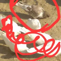 دوستن این کبوتر ۳ روز گم شود هر گرفت خودن خریدارم