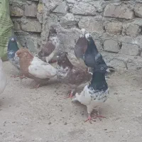 کبوتر|پرنده|زابل, |دیوار