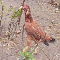 مرغ لاری از نسل قصاب مشهد