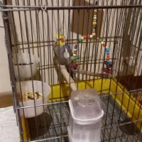 عروس هلندی|پرنده|پاکدشت, شهرک امام رضا|دیوار