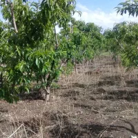 فروش باغ در روستای بیجق|فروش زمین و ملک کلنگی|مشگین شهر, |دیوار