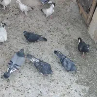 ماده پلاکی|پرنده|شیراز, شهرک گلها|دیوار