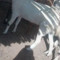 کهره و بز|حیوانات مزرعه|میناب, |دیوار